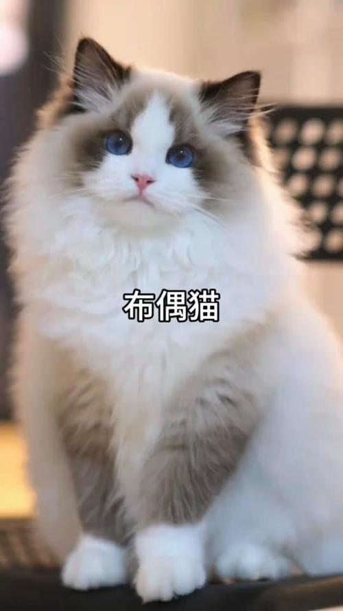 布偶猫几月绝育好？健康性格都要看！（布偶猫母猫多大绝育）