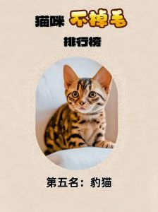 猫咪掉毛多？科学方法轻松应对！（猫怎么样才能不掉毛）