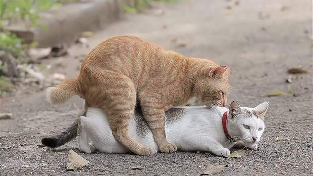 布偶猫几月发情？绝育更省心（布偶母猫几个月开始发请）