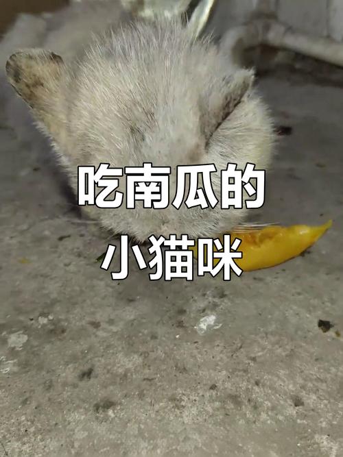 蒸南瓜泥养猫好，助消化补营养，别超量（小猫吃南瓜有什么好处）