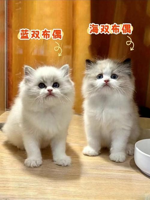 毛色性格大不同（蓝双布偶猫和海双布偶猫）