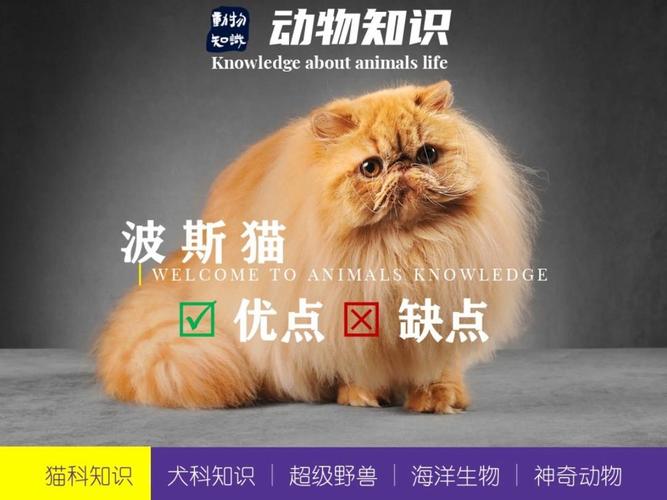 华丽温顺，需精心打理（波斯猫优点和缺点）