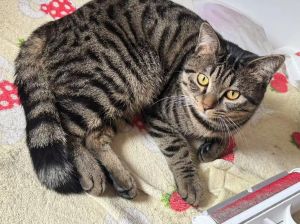 不同猫咪杂交后代，健康活泼需细看（串串猫是什么品种）