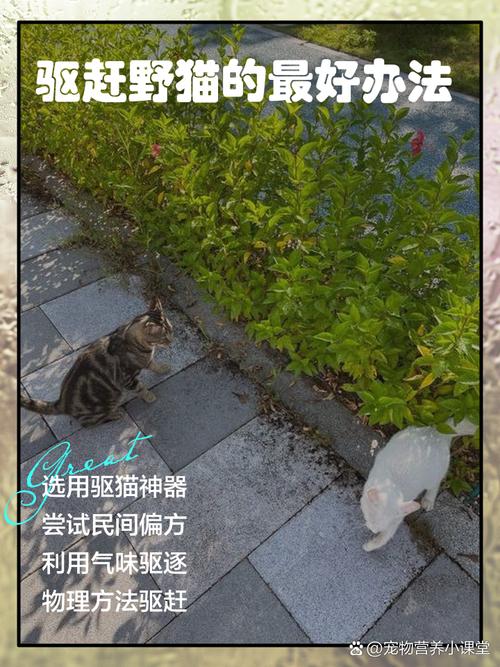 梦见野猫不安？赶不走恐难解（周公解梦梦见家里发现只野猫要赶走它）