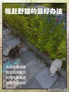 梦见野猫不安？赶不走恐难解（周公解梦梦见家里发现只野猫要赶走它）