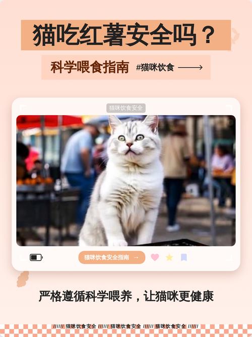 红薯水偶尔喂猫好，但别多，煮熟无皮量要少（猫长期喝红薯水好吗）