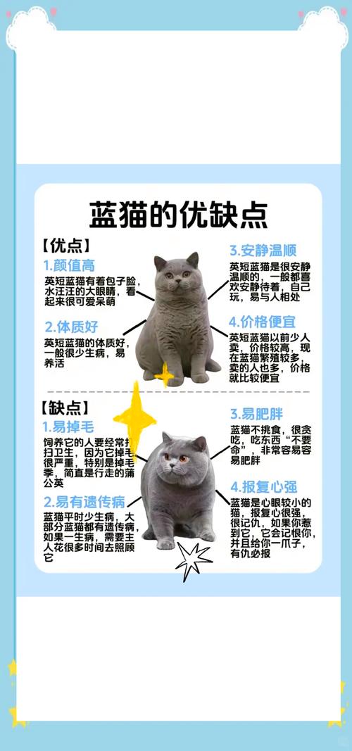 蓝猫串串猫价500-2000元，但基因不稳定易生病掉毛，购买需谨慎（蓝猫串串多少钱一只）