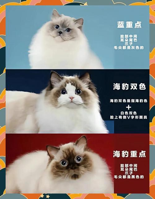 布偶猫会嫉妒？如何缓解它的占有欲（布偶猫嫉妒心强吗）