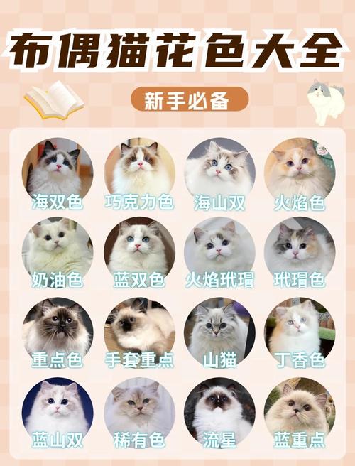 亲人食量大的家庭好宠（布偶猫属于什么档次的猫）