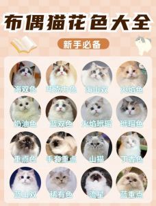 亲人食量大的家庭好宠（布偶猫属于什么档次的猫）
