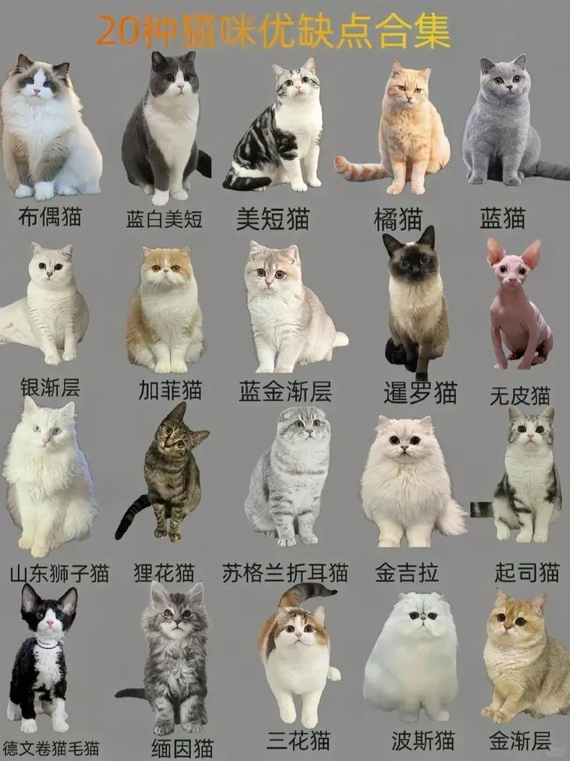 5岁猫咪退役收养正当时（品种猫种猫多大年龄退役）