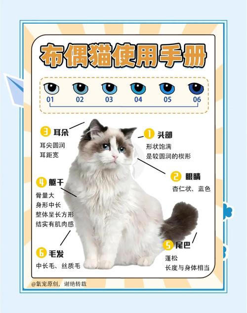 千元布偶猫非纯种，养猫需谨慎准备（1000块钱的布偶猫怎么样）