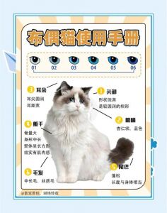 千元布偶猫非纯种，养猫需谨慎准备（1000块钱的布偶猫怎么样）