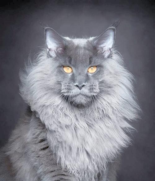 十种名贵猫咪独特魅力（十大最名贵的猫图片）