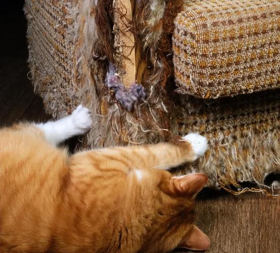 两只猫在家拆家正常吗？（两只猫在家会不会拆家）