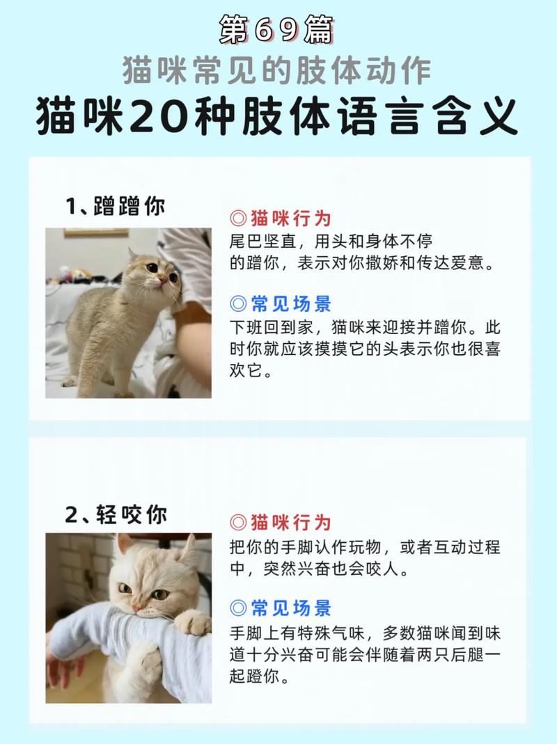 咕噜撒娇喵呜抗议（猫咪语言大全）