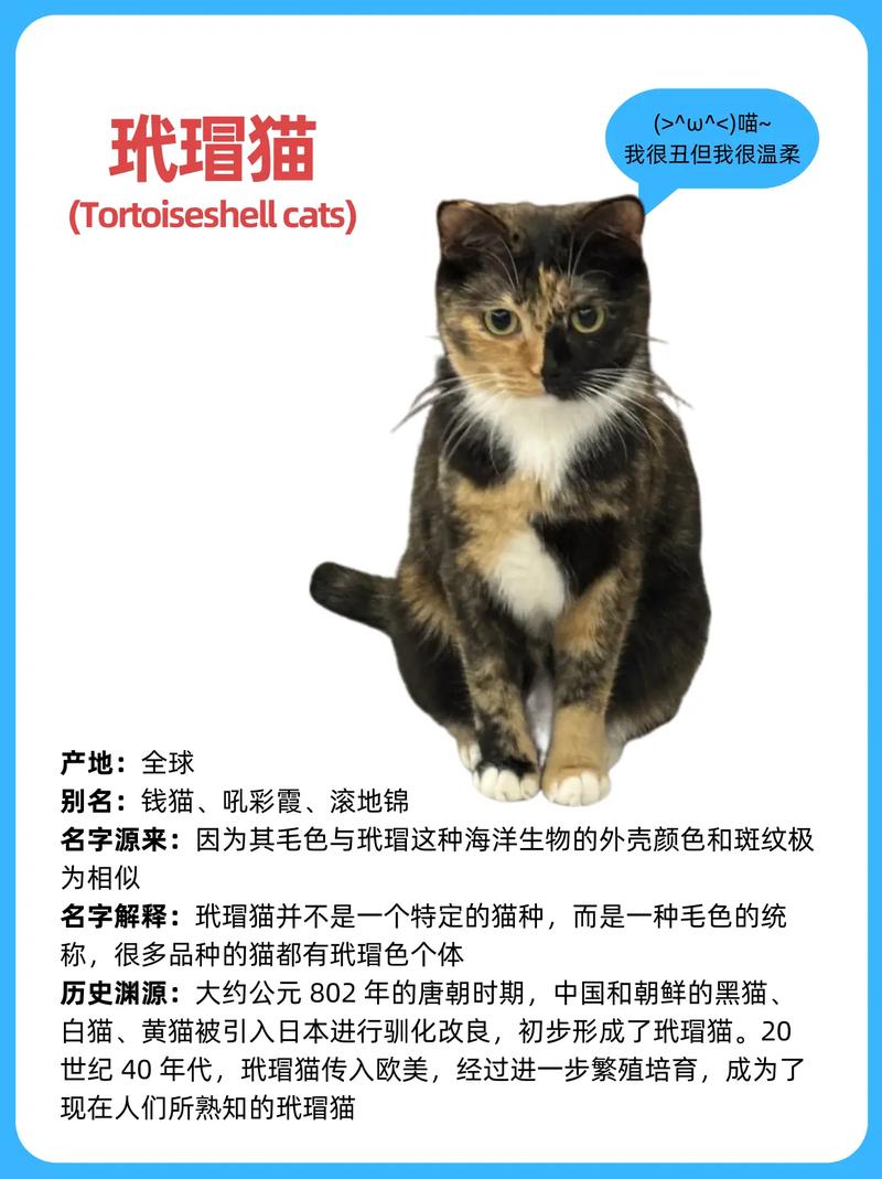 烟玳瑁猫难养？不适合新手！（烟玳瑁猫一般人养不了）