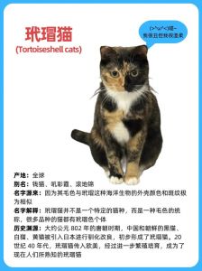 烟玳瑁猫难养？不适合新手！（烟玳瑁猫一般人养不了）