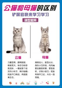 公母猫生殖特征区分，行为外貌帮判断家猫（怎么判断一只猫是不是家猫）