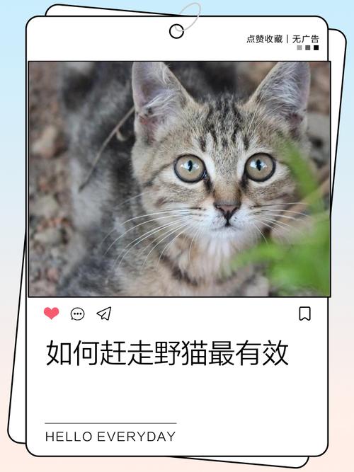 野猫常来？封食堵水，撒辣椒驱赶！（怎样让野猫不来小妙招）