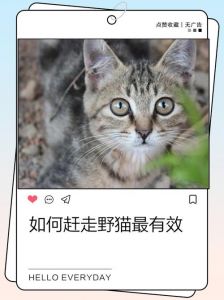 野猫常来？封食堵水，撒辣椒驱赶！（怎样让野猫不来小妙招）