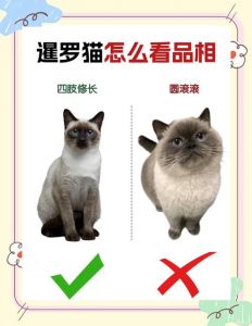 暹罗猫忠诚认主，像蓝宝石般依赖人（暹罗猫只认一个主人）