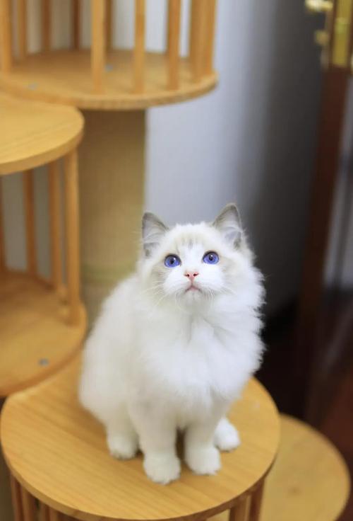 大猫伴侣，温顺粘人，好养又安静（布偶猫大）