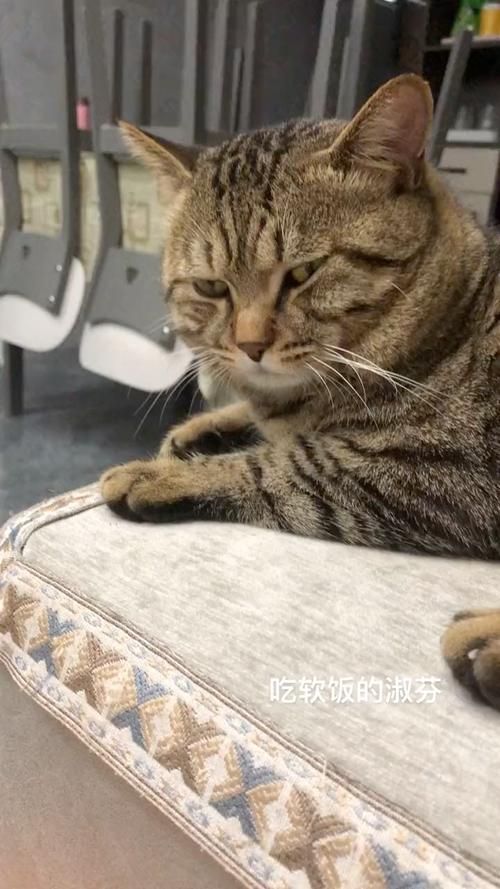 猫咪行为看不起？主人心态放轻松！（猫看不起主人的表现）