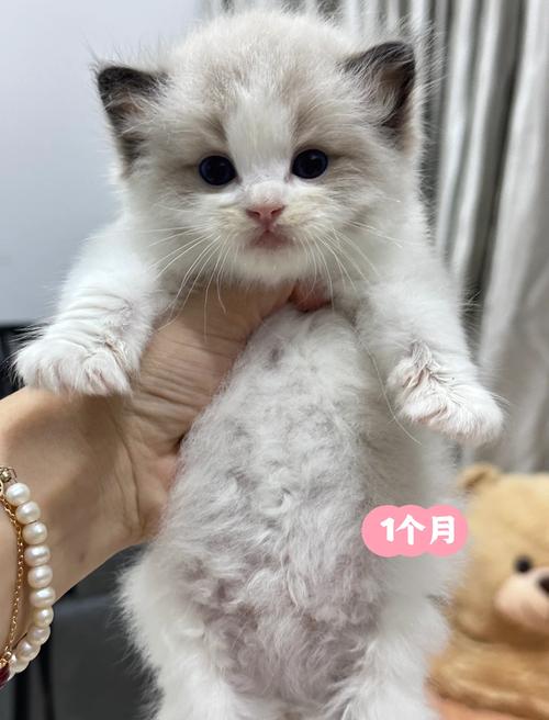 萌变优雅（1-8个月的布偶猫对比照）