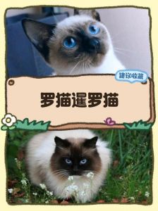 暹罗猫亲人易养但需多陪伴（新手养暹罗猫好养吗）