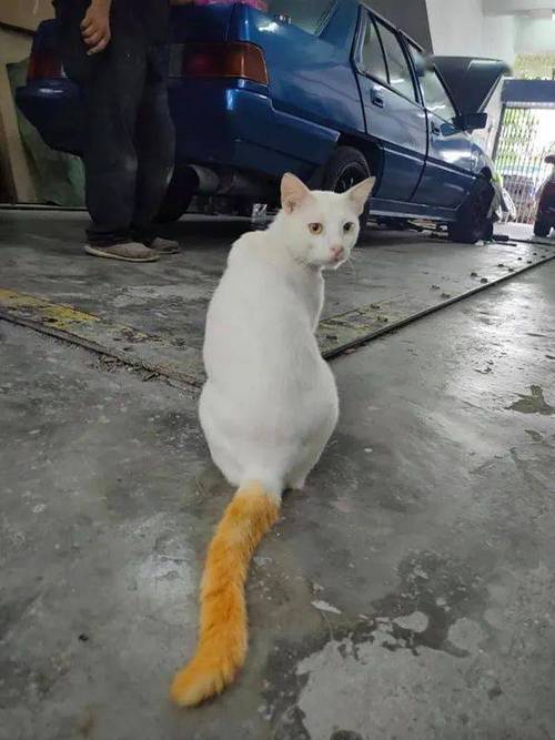 冬兵《猫武士》白猫，无名却见证救赎（冬兵养的白猫叫什么）
