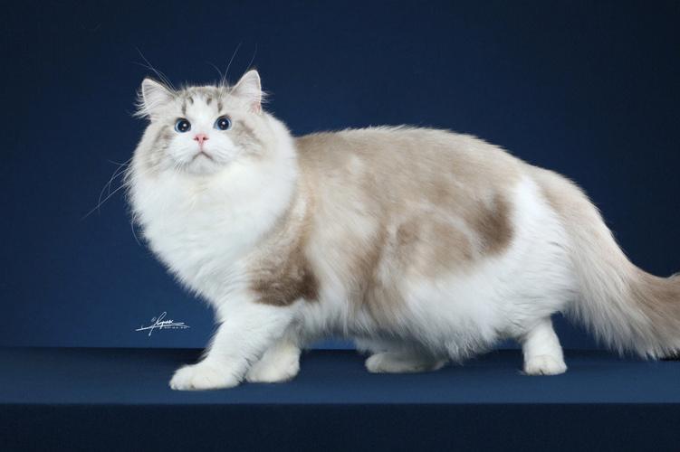 纯种海山布偶猫价格差异大，5000元至5万元不等（纯种海山双布偶猫多少钱）