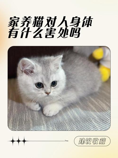 健康风险与过敏问题（养猫的危害）