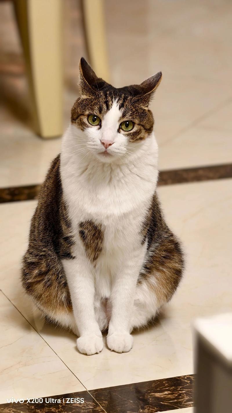 四川特有双耳猫，捕鼠能手忠诚伴（简州猫图片）