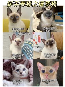 忠诚粘人爱玩耍，聪明暹罗需陪伴（泰国暹罗猫的性格脾气）