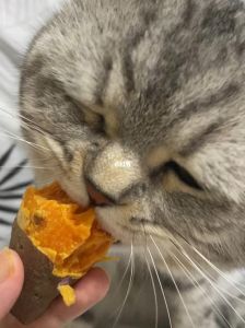 煮熟少放，观察反应（小猫多大可以吃红薯）