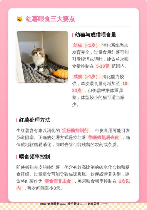 红薯可喂猫助消化，糖分高要适量（猫能吃红薯吗吃多少）