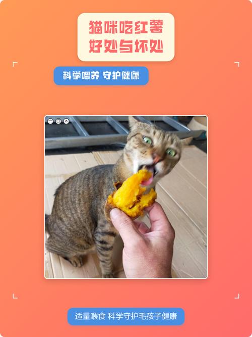 幼猫肠胃弱，红薯要慎喂，南瓜更佳（幼猫能不能吃红薯）