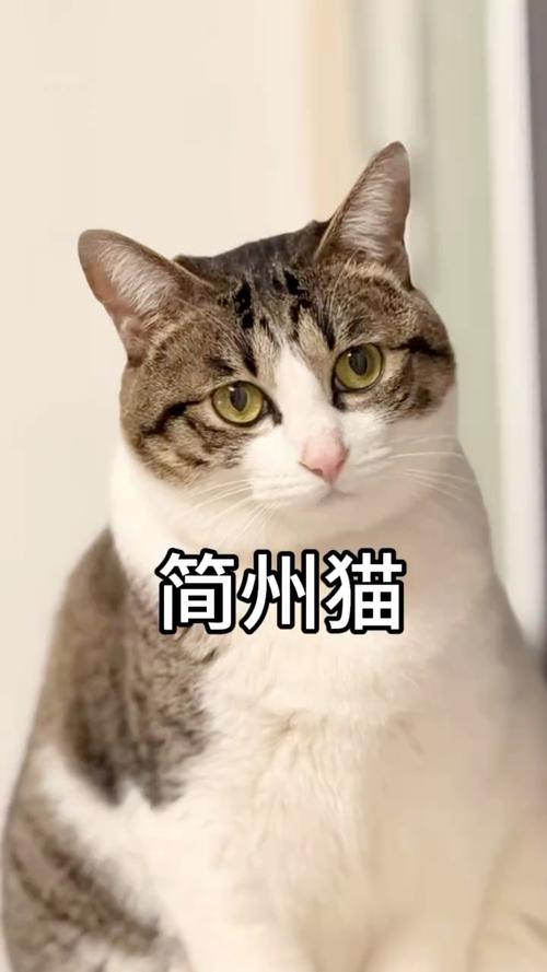四川特有忠诚伙伴，健康长寿好猫咪（简州猫的寿命是多少）