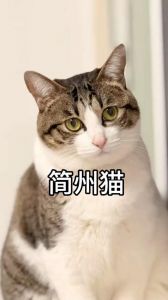 四川特有忠诚伙伴，健康长寿好猫咪（简州猫的寿命是多少）