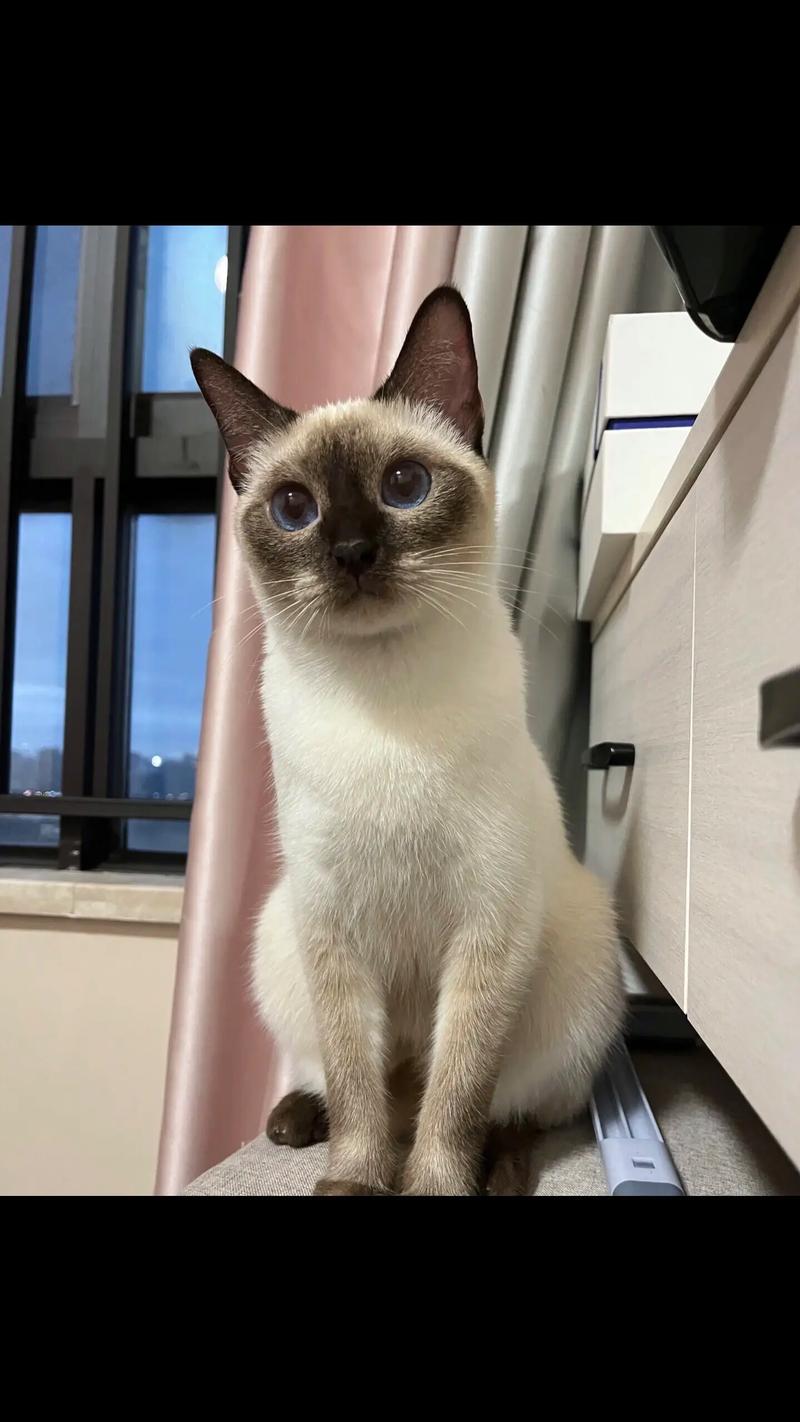 优雅迷人，短毛易打理（暹罗猫品相最好的图片）