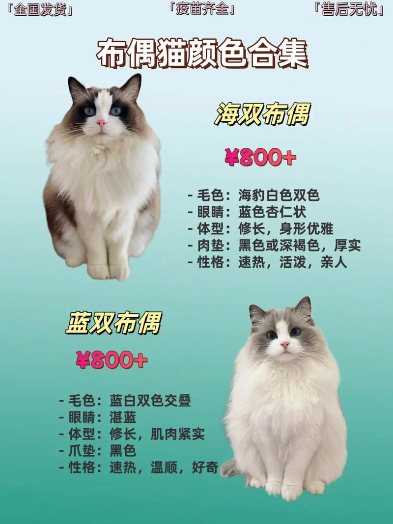 布偶猫成长慢，2岁才成熟，幼期需营养（布偶猫母猫多久才能长大）