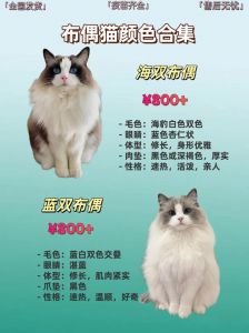 布偶猫成长慢，2岁才成熟，幼期需营养（布偶猫母猫多久才能长大）