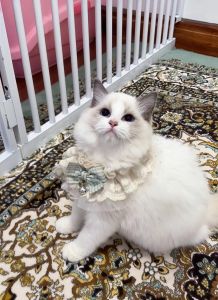 蓝双布偶猫价格高，纯种健康价值高（蓝双布偶猫多少钱一只）