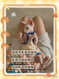 猫咪乱尿怎么办？绝育加科学管理是关键！（猫乱拉乱尿怎么解决 绝育有用吗）