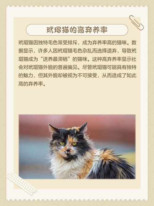 性格好寓意佳，别只看外表（玳瑁猫为什么没人喜欢）