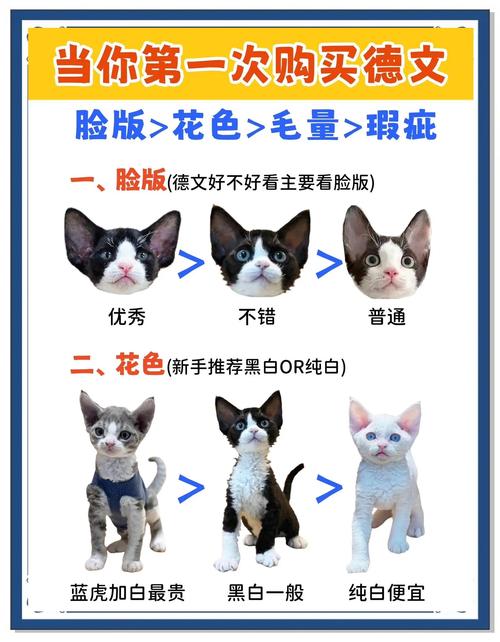 温和粘人德文猫，适合陪伴，需细心照顾（德文猫优点和缺点）