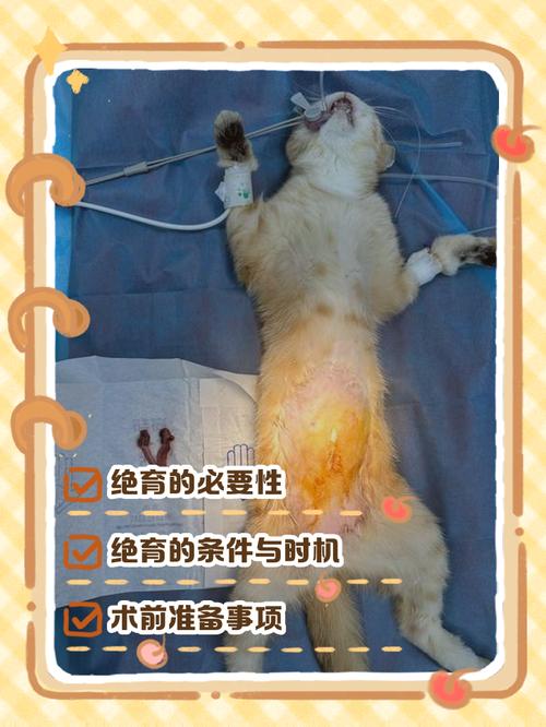健康好？（猫咪做绝育的好处和坏处）
