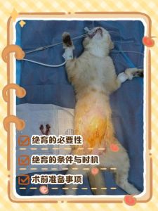 猫绝育好处多，控生改善健康但要注意肥胖（猫绝育的优点和缺点）