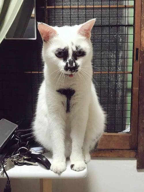 颠覆审美！（十大公认最丑的猫）